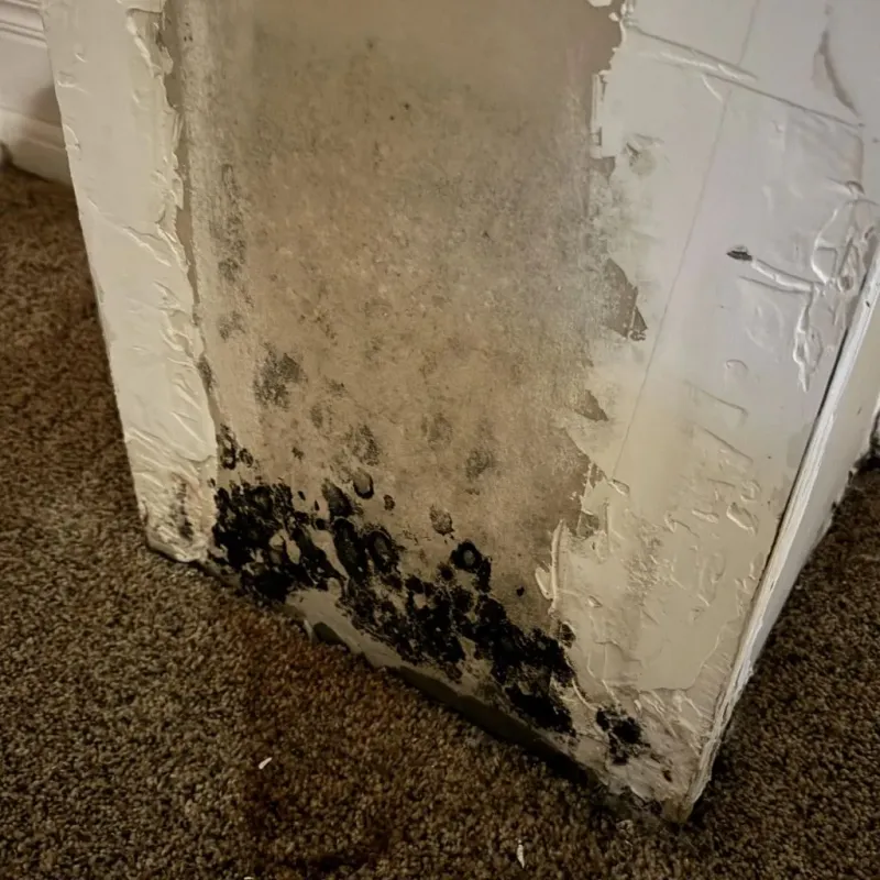 Professional Mold Removal in Salamanca, NY